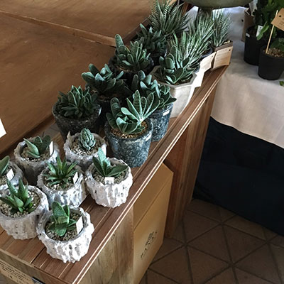kato Plants.